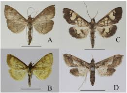 Attēlu rezultāti vaicājumam “Crambidae”