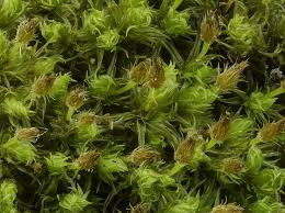 Attēlu rezultāti vaicājumam “Ulota crispa”