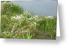 Attēlu rezultāti vaicājumam “Trichophorum alpinum flower”
