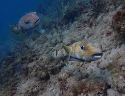 Image result for Diodon hystrix