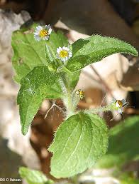 Attēlu rezultāti vaicājumam “Galinsoga quadriradiata leaf”