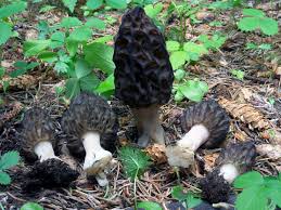 Attēlu rezultāti vaicājumam “Porella cordaeana”