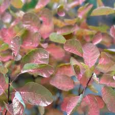 Attēlu rezultāti vaicājumam “Cotinus coggygria leaf”