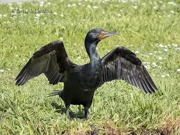 Image result for Phalacrocorax auritus