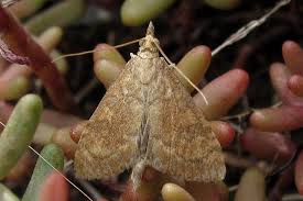 Attēlu rezultāti vaicājumam “Udea fulvalis”