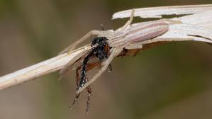 Attēlu rezultāti vaicājumam “Tibellus oblongus”