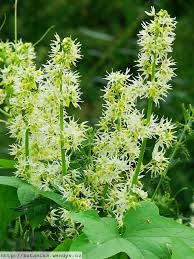 Attēlu rezultāti vaicājumam “Echinocystis lobata flower”