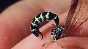 Image result for True stiners