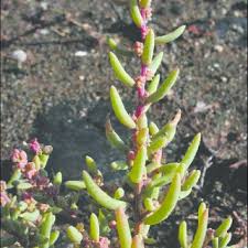 Attēlu rezultāti vaicājumam “Anthyllis maritima bud”