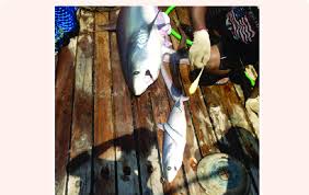 Image result for Alopias superciliosus