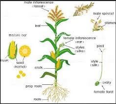 Attēlu rezultāti vaicājumam “Zea mays male flower”