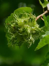 Attēlu rezultāti vaicājumam “Corylus colurna”