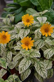 Image result for Heliopsis scabra