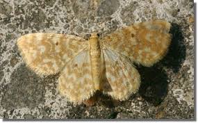 Attēlu rezultāti vaicājumam “Hydrelia flammeolaria”