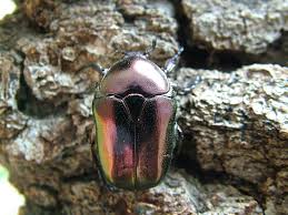 Attēlu rezultāti vaicājumam “Potosia cuprea imago”