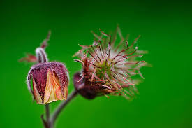 Attēlu rezultāti vaicājumam “Pulsatilla pratensis bud”