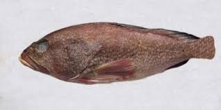 Image result for Mycteroperca olfax