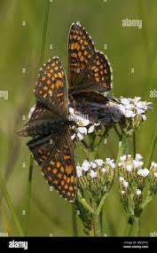 Attēlu rezultāti vaicājumam “Melitaea diamina”