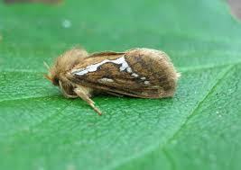 Attēlu rezultāti vaicājumam “Hepialus lupulinus”