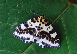 Attēlu rezultāti vaicājumam “Abraxas grossulariata pupa”