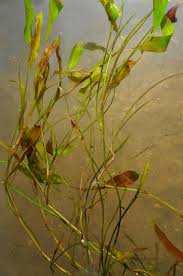 Attēlu rezultāti vaicājumam “Potamogeton praelongus”