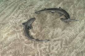 Image result for Mustelus mustelus