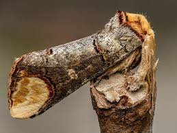 Attēlu rezultāti vaicājumam “Phalera bucephala imago”