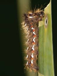 Attēlu rezultāti vaicājumam “Acronicta rumicis larva”