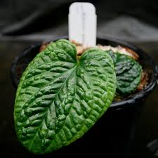 Attēlu rezultāti vaicājumam “Exobasidium splendidum”