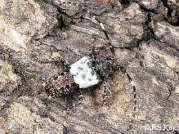 Attēlu rezultāti vaicājumam “Pogonocherus hispidulus”