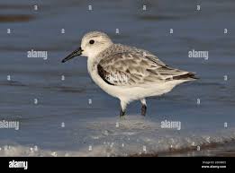 Attēlu rezultāti vaicājumam “Calidris alba adult”
