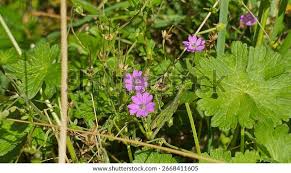 Attēlu rezultāti vaicājumam “Geranium pyrenaicum”