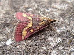 Attēlu rezultāti vaicājumam “Pyrausta purpuralis”
