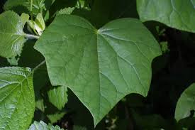 Attēlu rezultāti vaicājumam “Menispermum dauricum leaf”