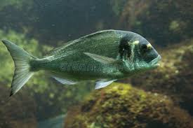 Image result for Sparus aurata