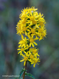 Attēlu rezultāti vaicājumam “Solidago virgaurea flower”