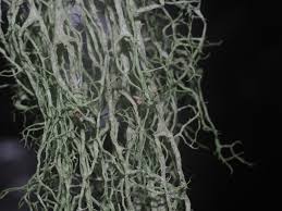 Attēlu rezultāti vaicājumam “Evernia divaricata”