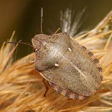 Attēlu rezultāti vaicājumam “Eurygaster testudinaria nymph”