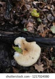 Attēlu rezultāti vaicājumam “Polyporus melanopus”