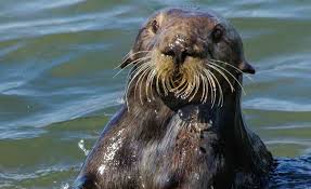 Image result for Eltham Otters