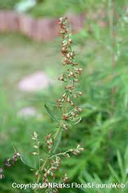 Attēlu rezultāti vaicājumam “Artemisia vulgaris flower”