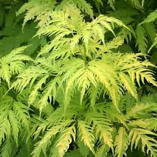 Attēlu rezultāti vaicājumam “Sambucus racemosa leaf”