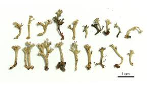 Attēlu rezultāti vaicājumam “Cladonia botrytes”