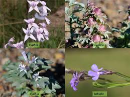 Attēlu rezultāti vaicājumam “Lobeliaceae”