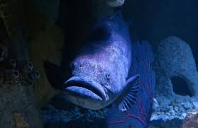 Image result for Epinephelus itajara