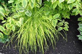 Attēlu rezultāti vaicājumam “Carex acuta leaf”