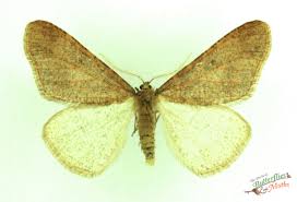 Attēlu rezultāti vaicājumam “Erannis defoliaria”