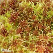 Attēlu rezultāti vaicājumam “Sphagnum capillifolium”