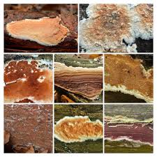 Attēlu rezultāti vaicājumam “Gloeoporus taxicola”