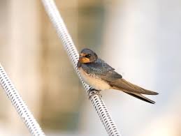 Attēlu rezultāti vaicājumam “Hirundo rustica adult”